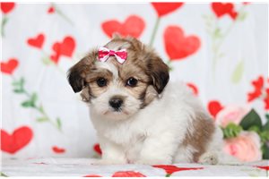 Esmerelda - Shichon for sale