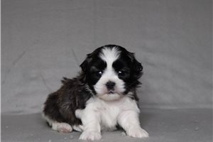 Emilio - Shichon for sale