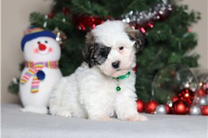 Luis - Shichon for sale