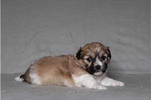 Sherri - Shichon for sale