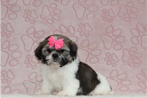 Theodora - Shih Tzu, placed in Zanesville / Cambridge