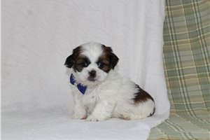 Alan - puppy for sale