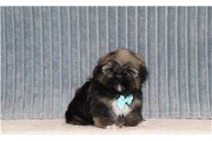 Tazz - Shih Tzu for sale