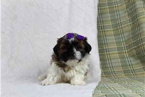 Allie - puppy for sale