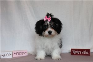 Catelyn - Shih Tzu for sale