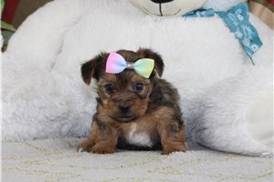 Brittany - Shorkie for sale