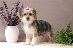 Nancy - Shorkie for sale