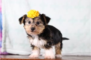 Nancy - Shorkie for sale