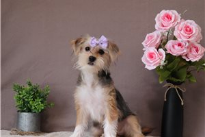 Nancy - Shorkie for sale