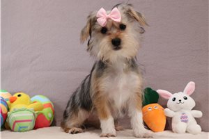 Nancy - Shorkie for sale