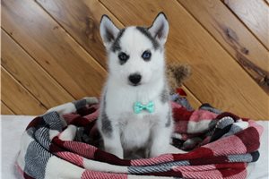 Asher - puppy for sale