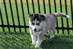 Axel - puppy for sale