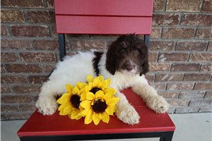 Jacob - puppy for sale
