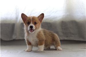 Benjamin - Corgi, Pembroke Welsh for sale