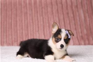 Tiffany - Pembroke Welsh Corgi for sale