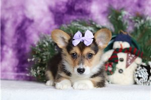 Denise - Corgi, Pembroke Welsh for sale