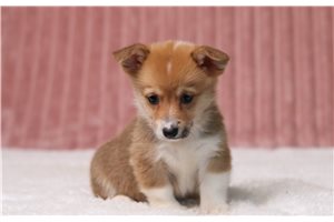 Gracie - Pembroke Welsh Corgi for sale
