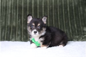 Tennyson - Pembroke Welsh Corgi for sale