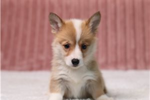 Ginger - Pembroke Welsh Corgi for sale