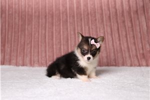 Tiana - Pembroke Welsh Corgi for sale