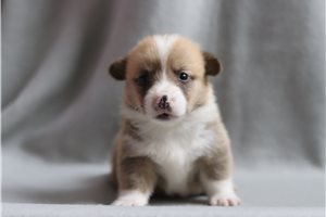 Beethoven - Corgi, Pembroke Welsh for sale