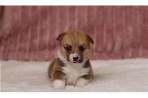 Gracie - Pembroke Welsh Corgi for sale