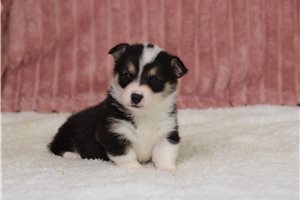 Giselle - Pembroke Welsh Corgi for sale