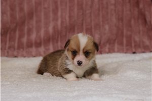 Georgia - Pembroke Welsh Corgi for sale