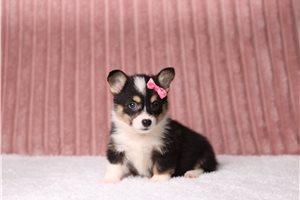 Tiki - Pembroke Welsh Corgi for sale