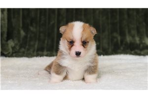Gaston - Pembroke Welsh Corgi for sale