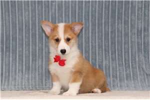 Gaston - Pembroke Welsh Corgi for sale
