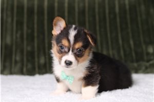 Teton - Pembroke Welsh Corgi for sale