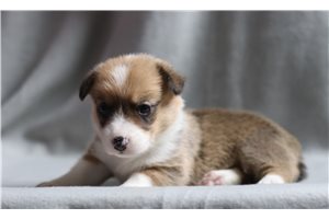 Blakely - Corgi, Pembroke Welsh for sale