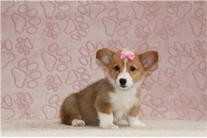 Georgia - Pembroke Welsh Corgi for sale