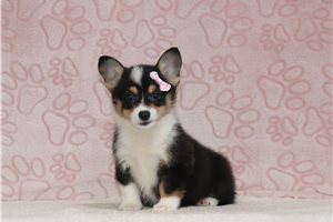 Tiki - Pembroke Welsh Corgi for sale