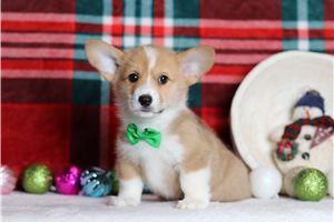 Dexter - Corgi, Pembroke Welsh for sale