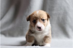 Bene - Corgi, Pembroke Welsh for sale