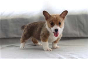 Blakely - Corgi, Pembroke Welsh for sale