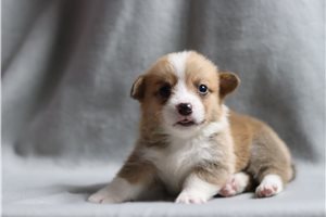 Benjamin - Corgi, Pembroke Welsh for sale