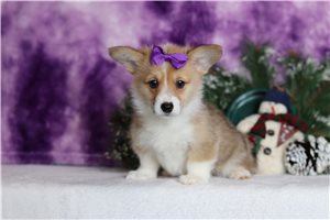 Delilah - Corgi, Pembroke Welsh for sale