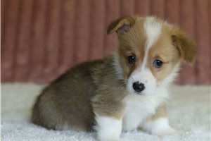 Georgia - Pembroke Welsh Corgi for sale