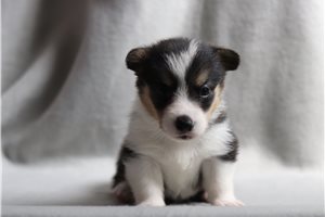 Beckham - Corgi, Pembroke Welsh for sale