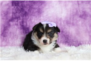 Valentina - Corgi, Pembroke Welsh for sale