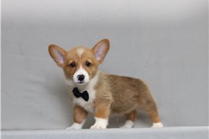 Beethoven - Corgi, Pembroke Welsh for sale
