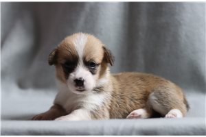 Blair - Corgi, Pembroke Welsh for sale