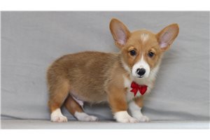 Beethoven - Corgi, Pembroke Welsh for sale