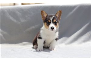 Beckham - Corgi, Pembroke Welsh for sale