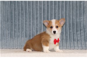 Gaston - Pembroke Welsh Corgi for sale