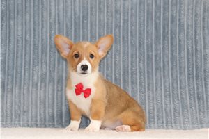 Beethoven - Corgi, Pembroke Welsh for sale