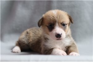 Abby - Pembroke Welsh Corgi for sale